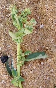 Image result for Atriplex patula