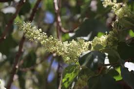 Image result for Croton macrostachyus