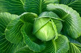 Home › edible gardens › vegetables › cauliflower. Cabbage Plant Info When To Plant Cabbage In The Garden