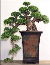 Beli bonsai beringin online berkualitas dengan harga murah terbaru 2021 di tokopedia! 670 Bonsai Ideas Bonsai Bonsai Tree Bonsai Garden