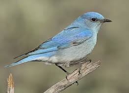 Common Birds Of North Idaho Mountain Bluebird Blue Bird Beautiful Birds Bird Life List