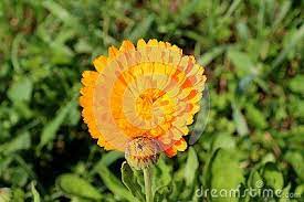 Pin On Flowers Stock Photography