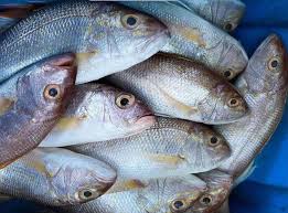 Maybe you would like to learn more about one of these? Jual Ikan Kakap Putih Murah Harga Jual Ikan Kakap Putih Laut Air Tawar