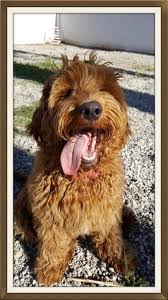 Over 4 weeks ago on puppyfind. Best Labradoodle Breeder Puppies For Sale In Nevada 4e Kennels