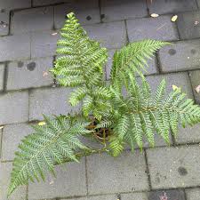 Image result for Cyathea mildbraedii