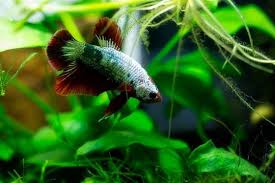 Stocking A 15 Gallon Tank You Won T Believe The Fish We Picked Betta Fish Tropical Freshwater Fish Betta Fish Care