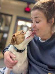 Anyone have clove oil for hamster teeth?