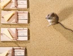 Of 1 muis om precies te zijn. Blog Muizen In Huis Zo Krijg Je Ze Weg Zoofy