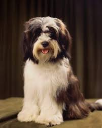 Breed Profile Tibetan Terrier Tibetan Terrier Terrier Dog Breeds Dogs