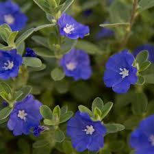 Image result for Evolvulus