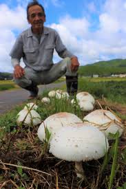 白い 大きな キノコ