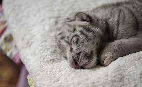Rejected By Mother This Rare White Tiger Cub Is Now Being Raised By Humans