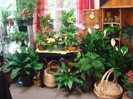Get the best deal for christmas cactus plants from the largest online selection at ebay.com. Plants From Lebanon Garden Of Eden Floral Shop Your Local Nh Florist And Flower Sho