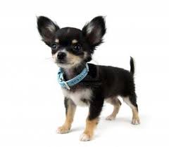 Missing 7/30 7pm from ne skidmore & ne grand ave. Black And Tan Chihuahua Puppy On White Chihuahua Puppies Puppies Chihuahua Dogs