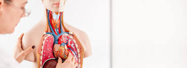 In a statement dated 17 may, the cdc's advisory committee on. Lupus And The Heart Lungs And Blood Lupus Foundation Of America