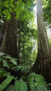 Law of the jungle in borneo: How Can We Save Rainforests
