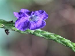 Image result for Stachytarpheta urticifolia