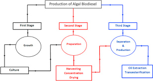 Biodiesel Production From Microalgae Processes