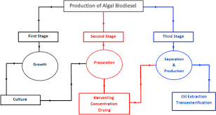 biodiesel production from microalgae processes