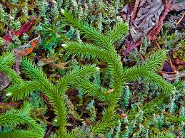 Image result for Lycopodium clavatum