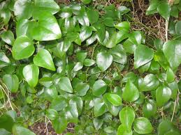 Image result for Smilax
