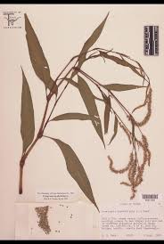 Image result for Polygonaceae