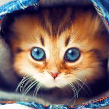 Sevimli Kedi Duvar Kagitlari 4 1 Android Apk Sini Indir Aptoide