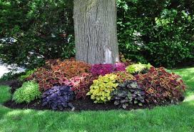 Building A Flower Beds Around A Tree Can Add A Beautiful And Neat Appearance To Your Landscaping This P Landscaping Around Trees Shade Plants Planting Flowers