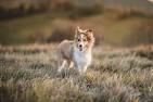 Shetland Sheepdog Dog Breed Information