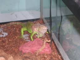 Young iguanas are particularly vulnerable to. Green Iguana In Captivity Wikipedia