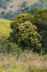 Image result for Neocussonia umbellifera