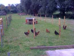 Pdf Sur L Elevage De Poules A Petite Echelle Elevage De Poules Poule Petite Echelle