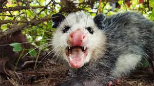 We did not find results for: Top 7 Amazing Opossum Facts Youtube