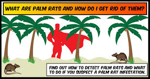 You can do it yourself or call professionals. What Are Palm Rats And How Do I Get Rid Of Them Pestmax Pest Control