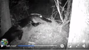 Check spelling or type a new query. Alligators Nest On Dry Land Here S What Nests Looks Like Biloxi Sun Herald