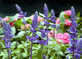 Image result for Pentas schimperi