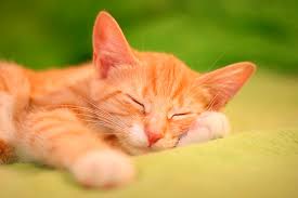 Debbie is a freelance writer and editor who's been blogging at san diego momma since 2007. Animal Care Clinic Veterinarian In El Cajon Ca Us