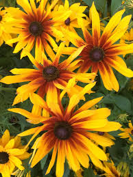 Rudbeckia Flowers Perennials Perennials Plants
