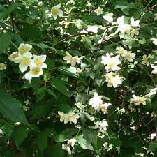 Mock Orange Bush Mock Orange Bush Mock Orange Plants
