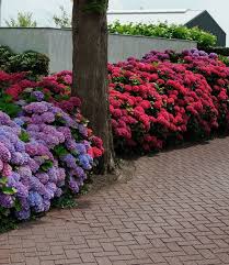 Freiland Hortensien Hecke Rot Blau Hortensien Bei Baldur Garten Hortensien Garten Pflanzen Bepflanzung