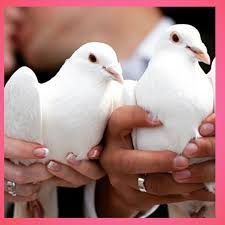 Sulzbach, hochzeitstauben bad soden, hochzeit tauben, hochzeit tauben, hochzeit tauben, hochzeit tauben, hochzeit tauben, hochzeitstauben fliegen bei einer hochzeit weiße tauben in den himmel hinauf, bedeutet dies: Hochzeitstauben For You Munchen Erding Tauben Fur Ihre Hochzeit