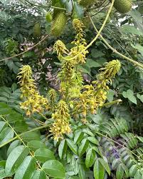 Image result for Uapaca nitida