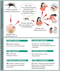 Dengue fever is a mosquito borne disease that is commonly found in the tropics 1. All About Dengue Fever Goan Observer