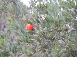 Image result for Thesium megalocarpum