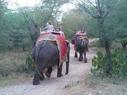 Discover jaipur, the capital of rajasthan, with it's forts, palaces, heritage hotels and rajput history that make jaipur a fascinating place to visit. Elephant Joy Jaipur Service Provider Of One Day With Elephant Tour And Half Day With Elephant Tour