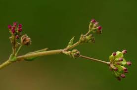 Image result for Boerhavia repens