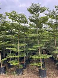 Image result for Terminalia mantaly