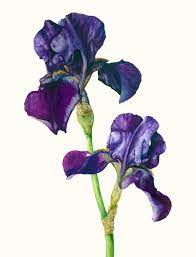 Gael Sellwood Iris Flowers Iris Painting Botanical Art