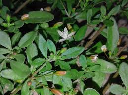 Image result for Glinus