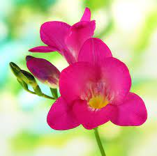 Freesia Single Pink 15 Flower Bulbs Single Flower Form Walmart Com Walmart Com